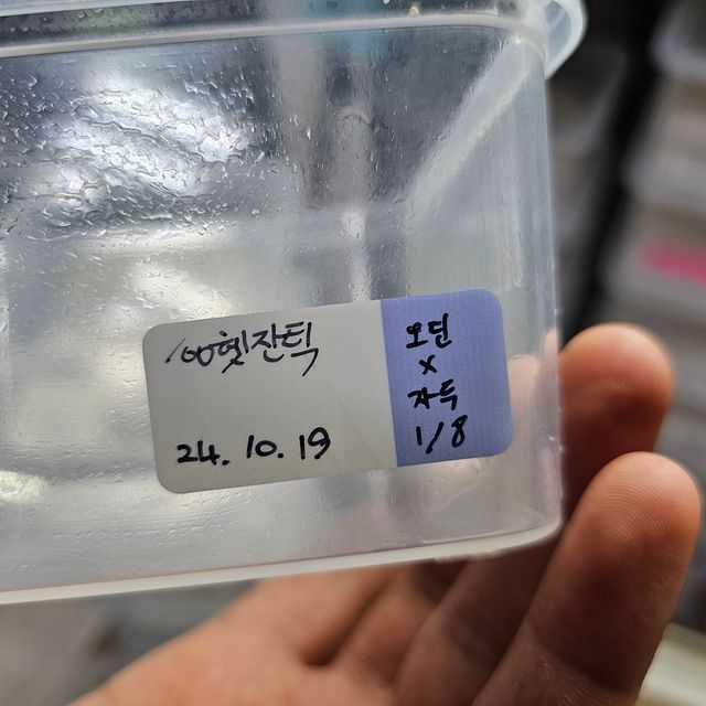 100%헷아잔틱
