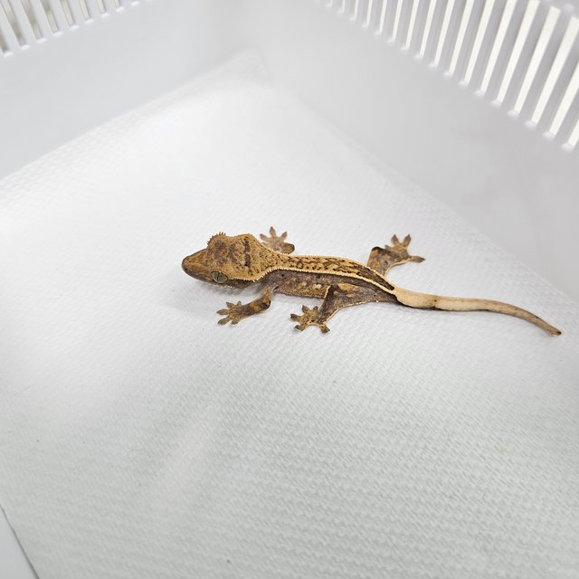 노멀 핀스트라이프