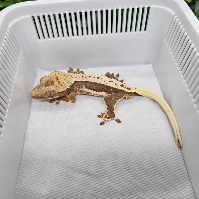 릴리100%헷아잔틱 릴리화이트