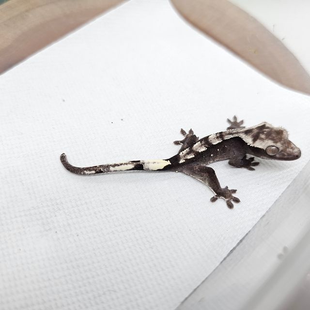 아잔틱