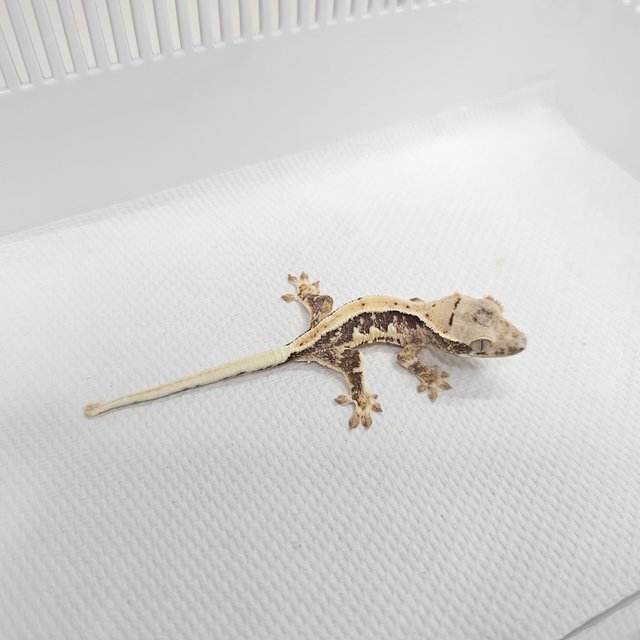 릴리100%헷아잔틱