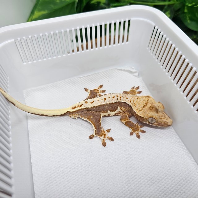 릴리100%헷아잔틱 릴리화이트