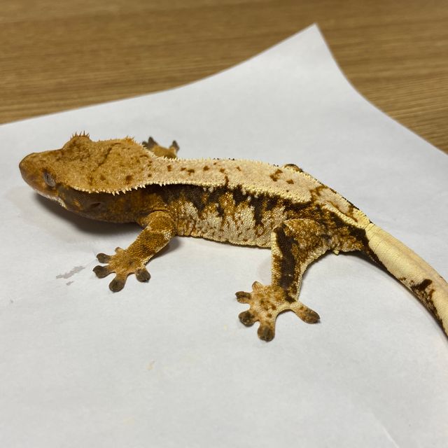 트라이