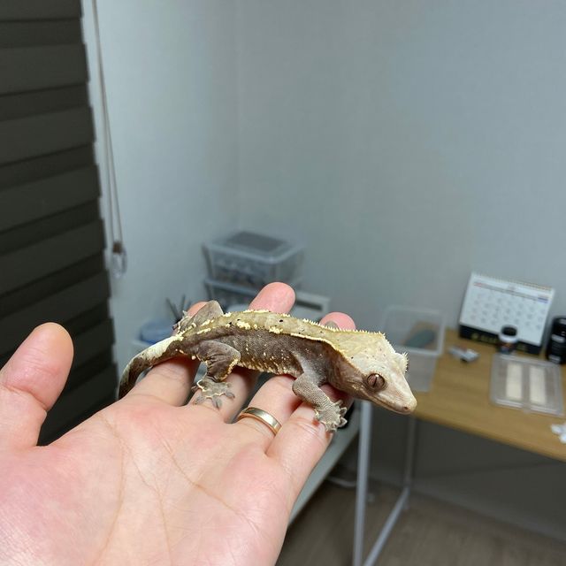 카푸치노 노멀