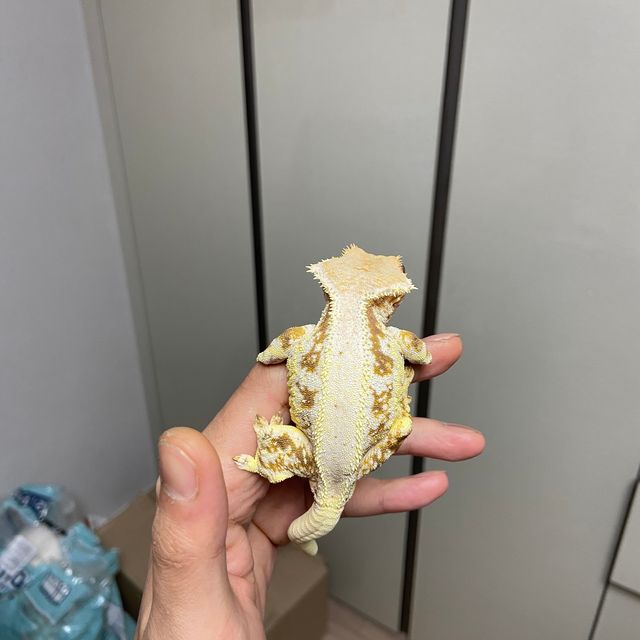 릴리화이트 레드