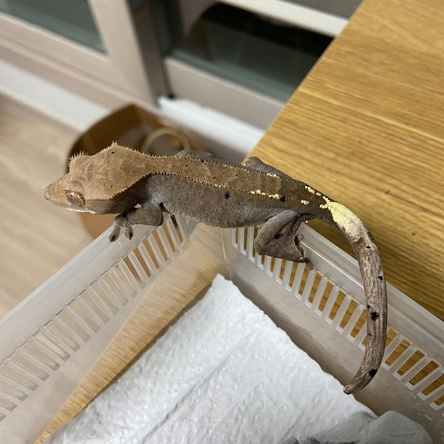 카푸치노