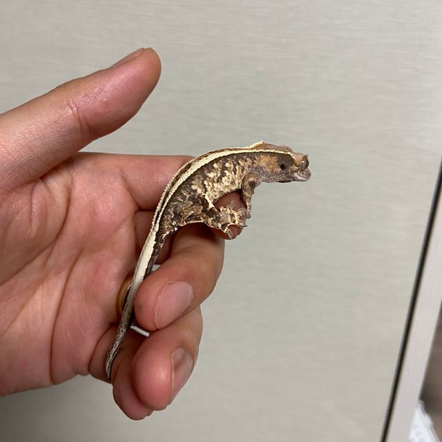 카푸치노 트라이
