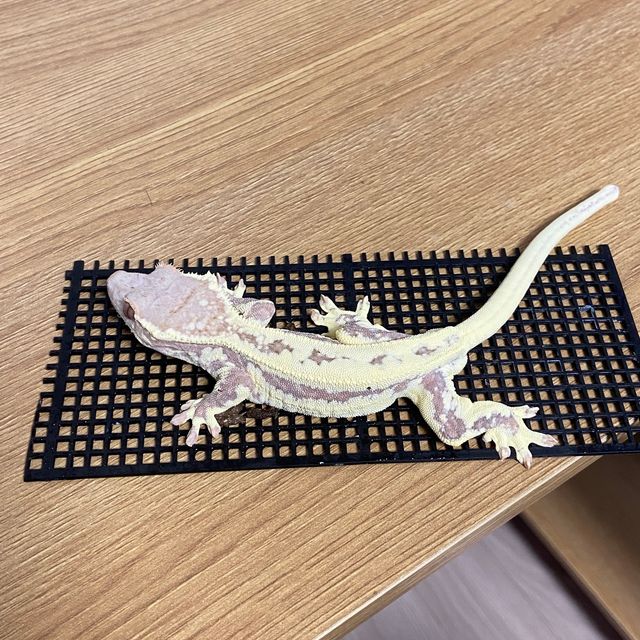프라푸치노