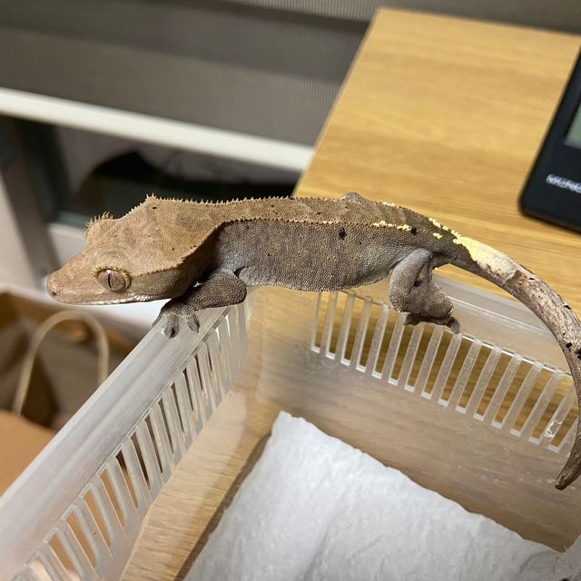 카푸치노