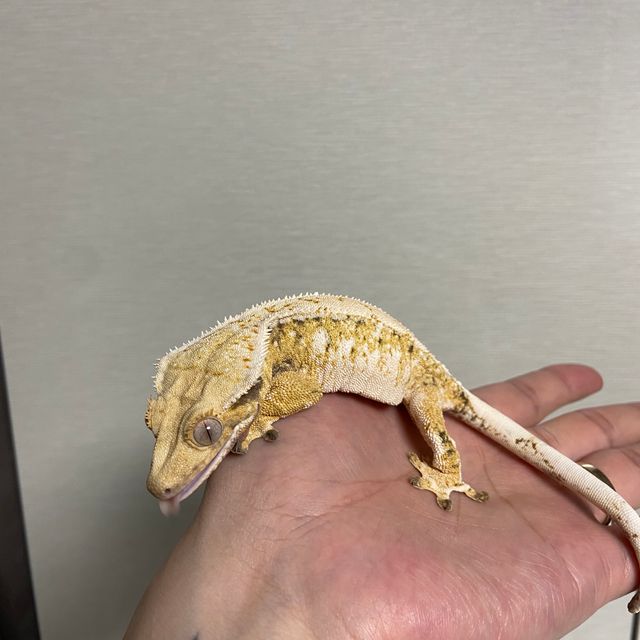 트라이