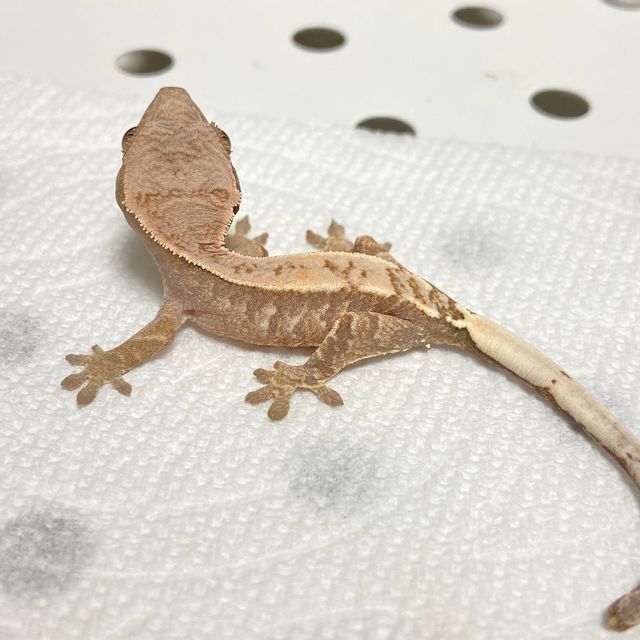 카푸치노 트라이