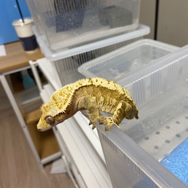 노멀 크림시클