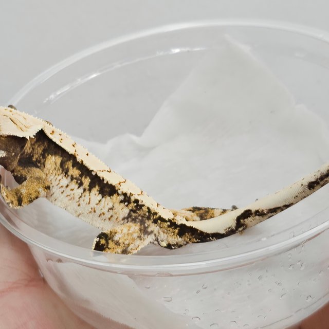 노멀 트라이 화이트크라운 화이트스팟