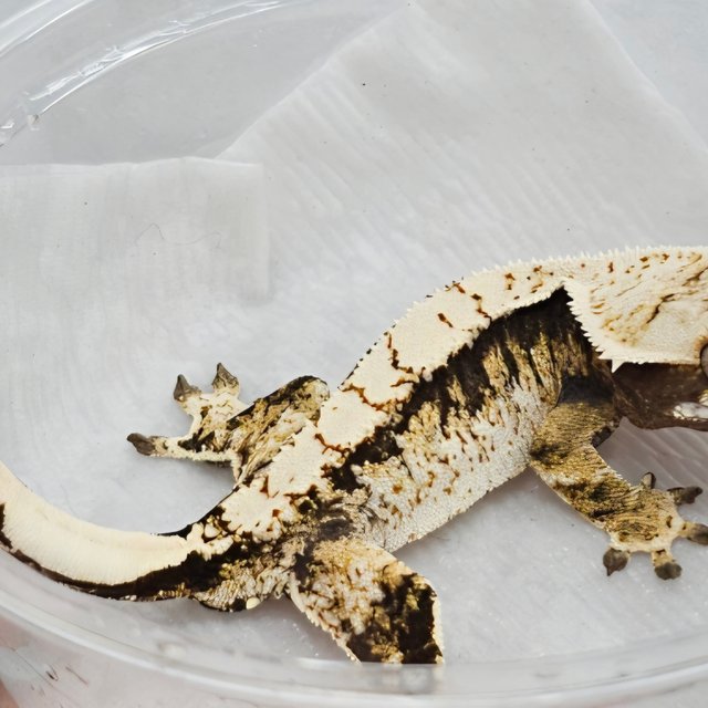 노멀 트라이 화이트크라운 화이트스팟