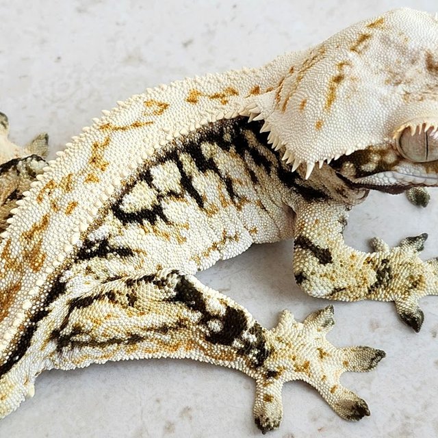 노멀 트라이 화이트핀 화이트포트홀 화이트크라운 화이트스팟