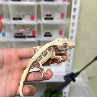 릴리100%헷아잔틱