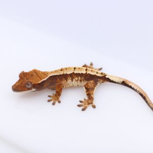 트라이 세이블