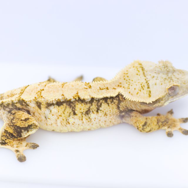 드리피 화이트스팟 트라이 익스트림할리퀸