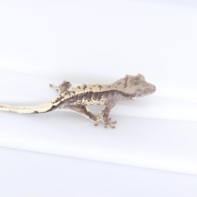 릴리100%헷아잔틱 프라푸치노