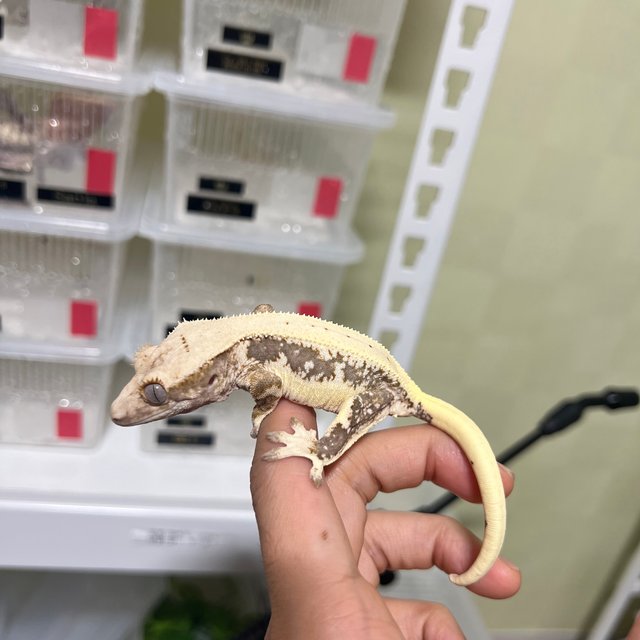 릴리100%헷아잔틱