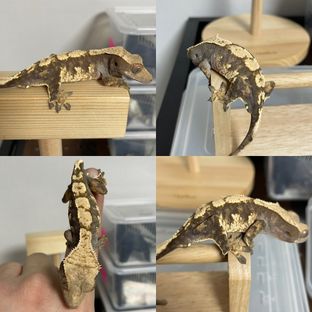 100%헷아잔틱