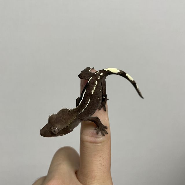 아잔틱