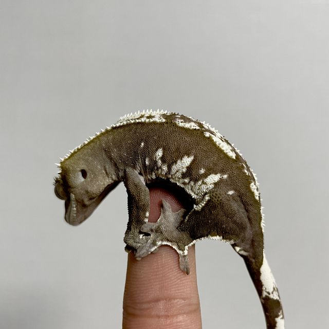 아잔틱