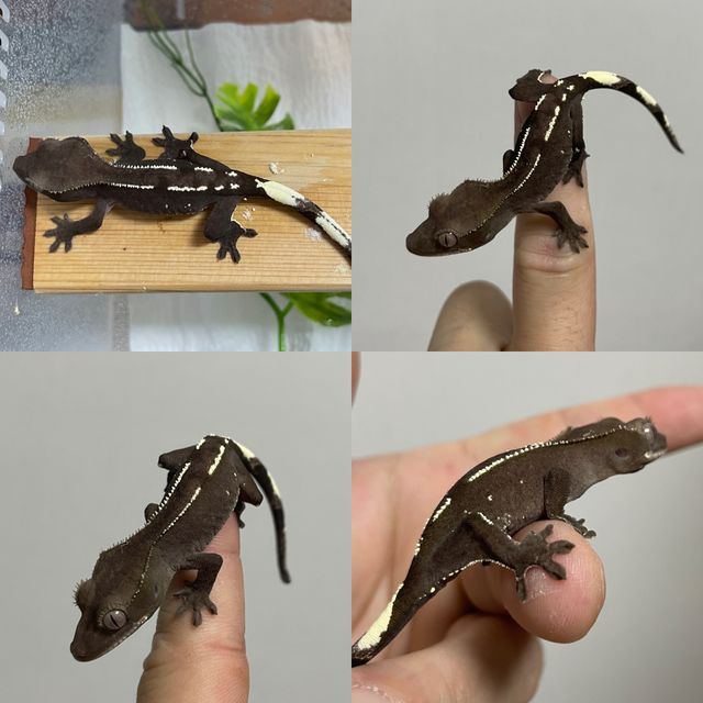 아잔틱