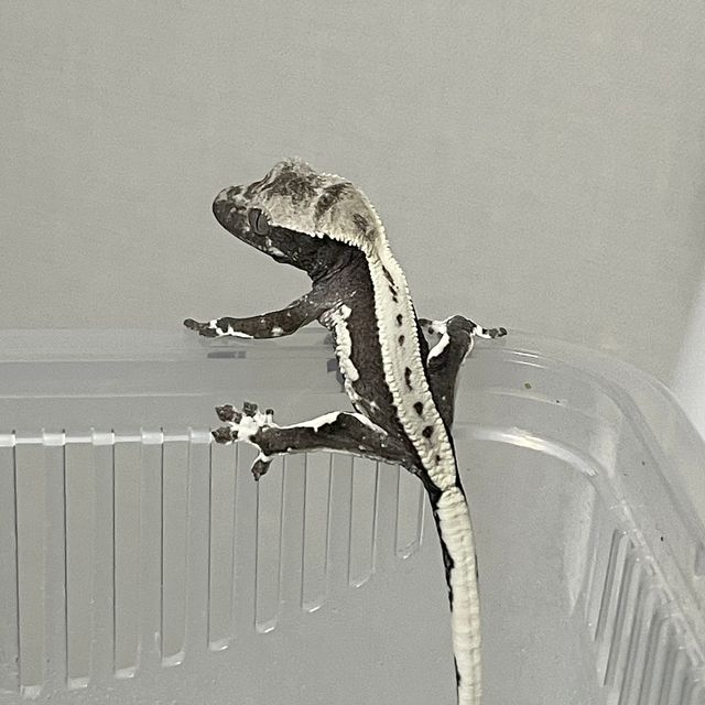 릴잔틱