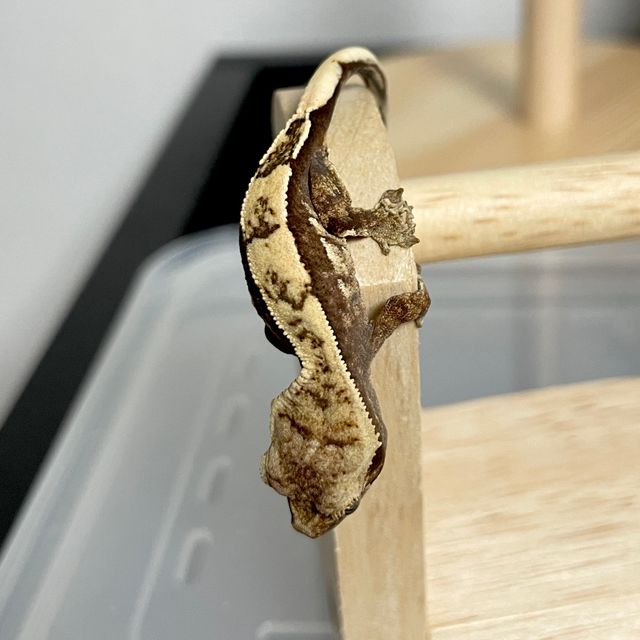 세이블