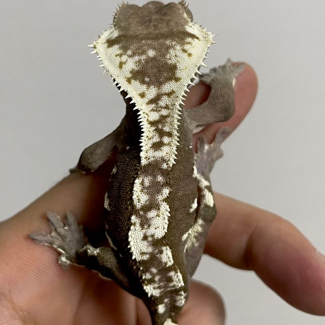 아잔틱