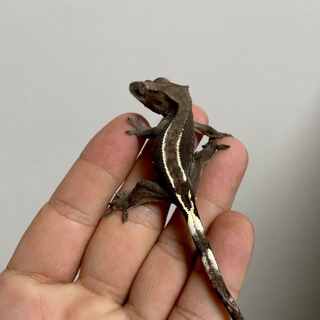아잔틱