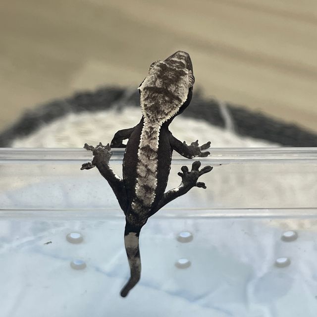 아잔틱