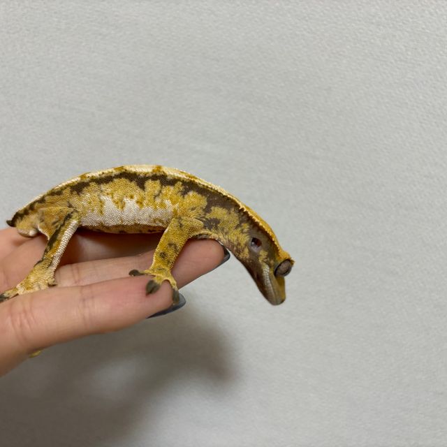 트라이