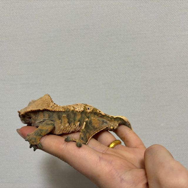 텐저린 트라이