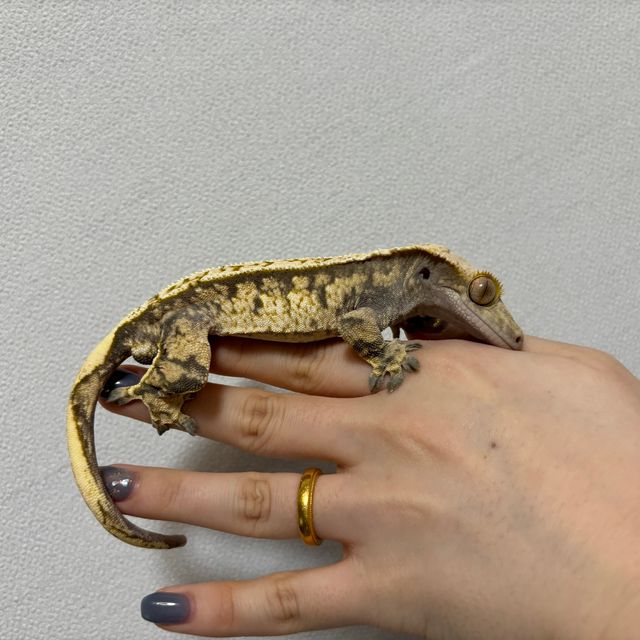 트라이