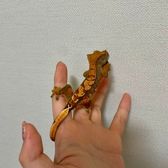 텐저린 트라이