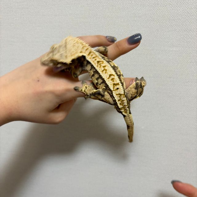 트라이