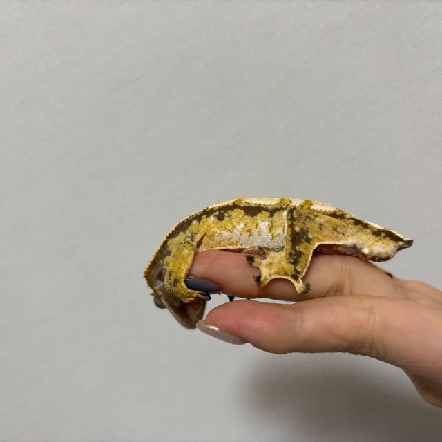 트라이