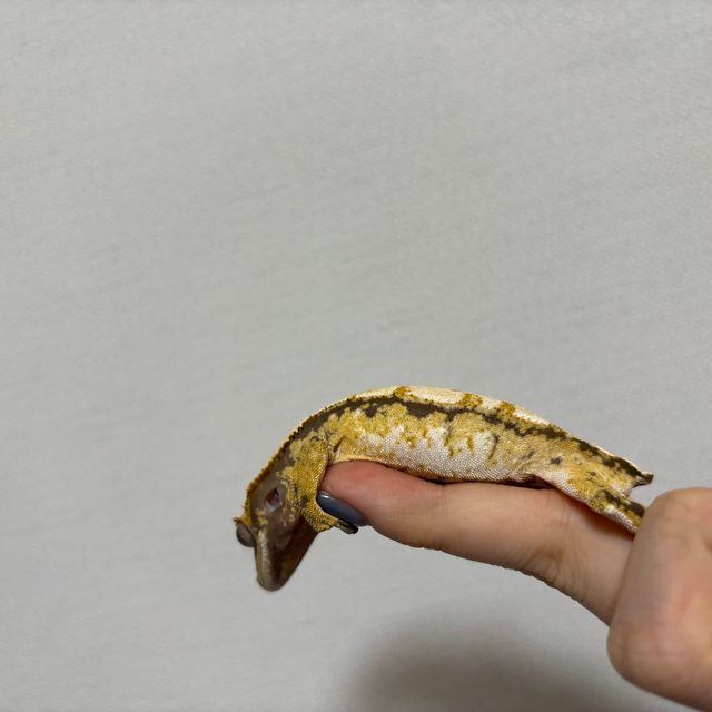 트라이