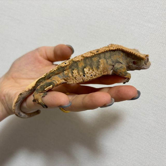 트라이 텐저린