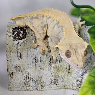 백호