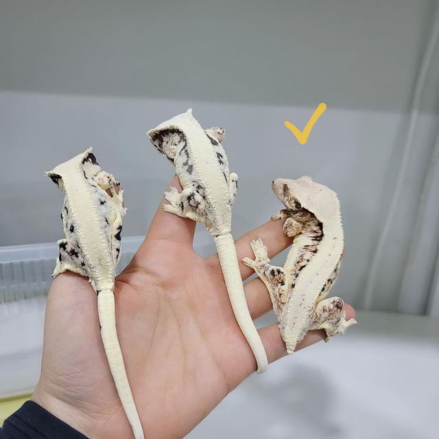 릴리화이트 레이지