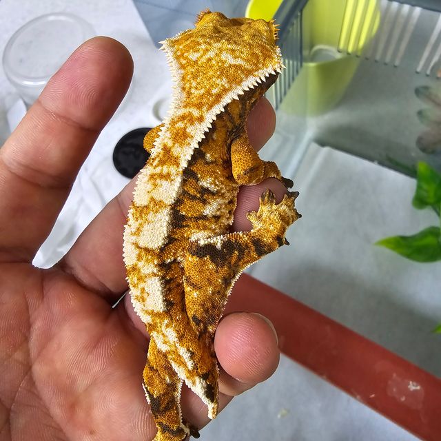 노멀 트라이 익스트림할리퀸 텐저린 바브