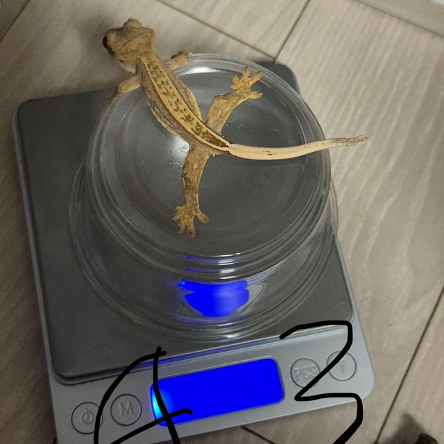 크림시클