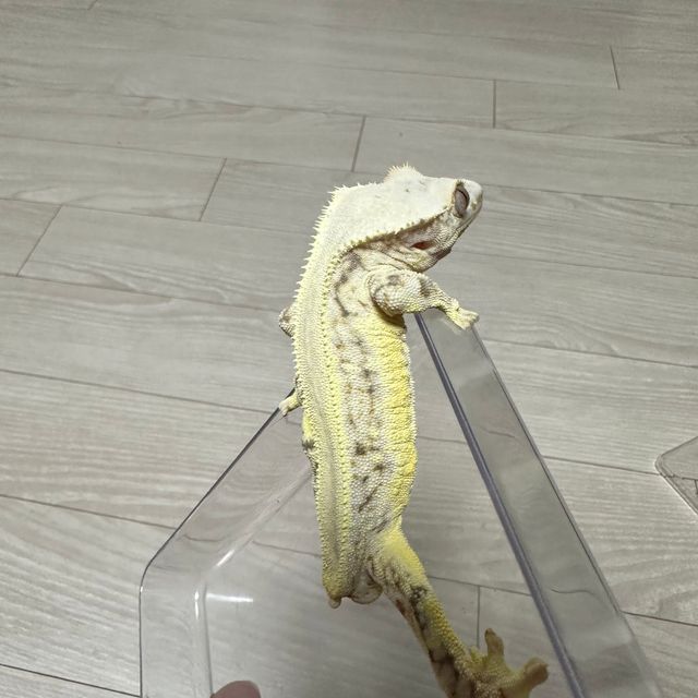 릴리화이트