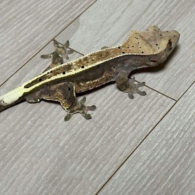 카푸치노