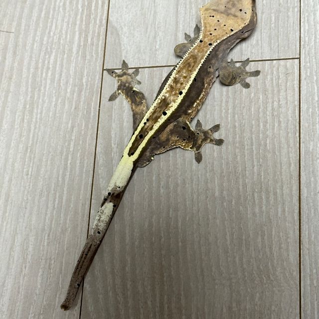 카푸치노