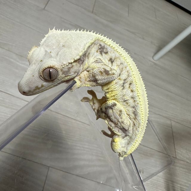 릴리화이트