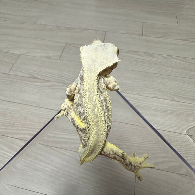 릴리화이트
